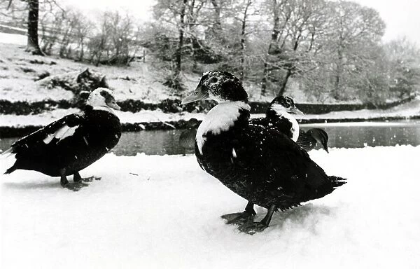 Geese in the snow at Saddleworth near Manchester January 1979 1970s