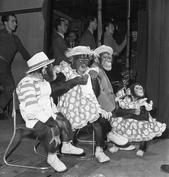 Gene Detroy Chimpanzees 12th March 1954 If any of the audience at the London