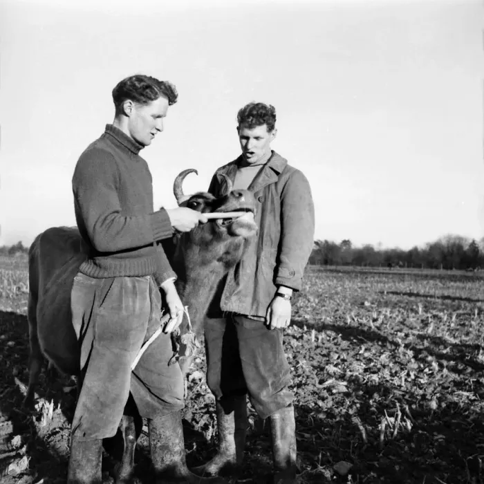Framed Print : General Farming scenes at Hill Park Farm, Kent, Sunday 15th February 1953 Framed Print : General Farming scenes at Hill Park Farm, Kent, Sunday 15th February 1953
