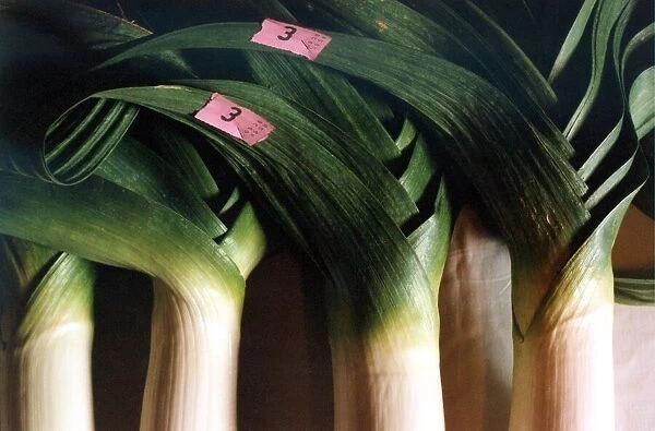 A general picture of a gigantic prize winning leek in September 1990