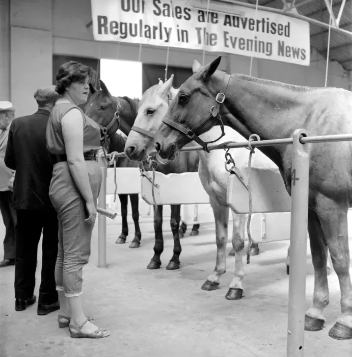 Framed Print : General scene at the Brixton horse auctions. 1961 C48-006 Framed Print : General scene at the Brixton horse auctions. 1961 C48-006