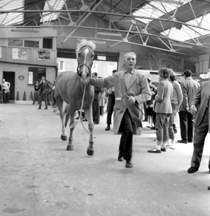 Framed Print : General scene at the Brixton horse auctions. 1961 C48-013 Framed Print : General scene at the Brixton horse auctions. 1961 C48-013