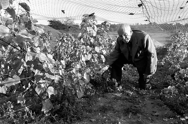 General Sir Guy Salisbury Jones has been producing wine from his own vineyards at