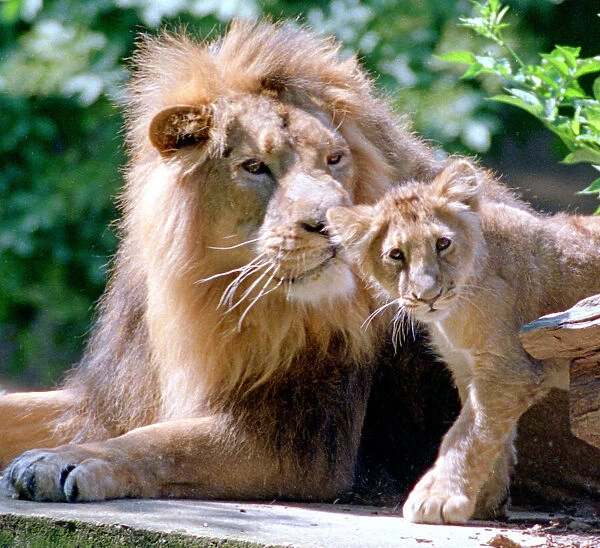 Two generations of Lions seen here in the big cat enclosure at Woburn Abbey