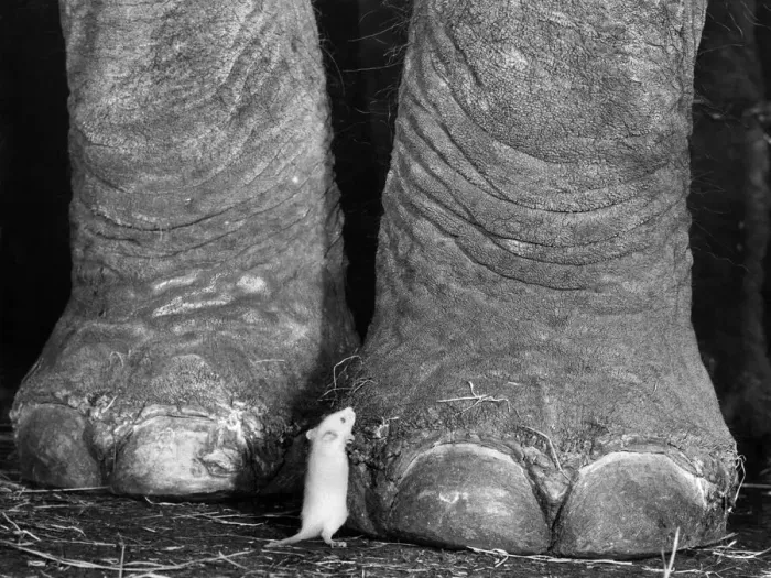 Framed Print : As Gentle as a Mouse. Marjorie, the 3 ton Indian Elephant is as gentle as a mouse Framed Print : As Gentle as a Mouse. Marjorie, the 3 ton Indian Elephant is as gentle as a mouse