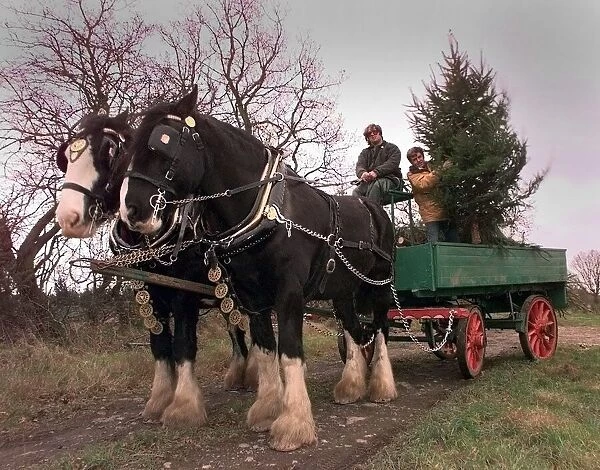 Geoff Gilbert (right) loads up his horse and cart full of christmas trees with driver