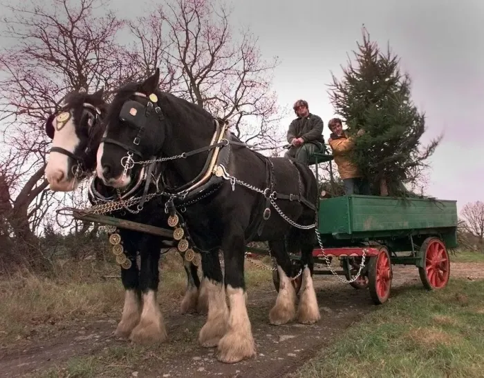 Framed Print : Geoff Gilbert (right) loads up his horse and cart full of christmas trees with driver Framed Print : Geoff Gilbert (right) loads up his horse and cart full of christmas trees with driver