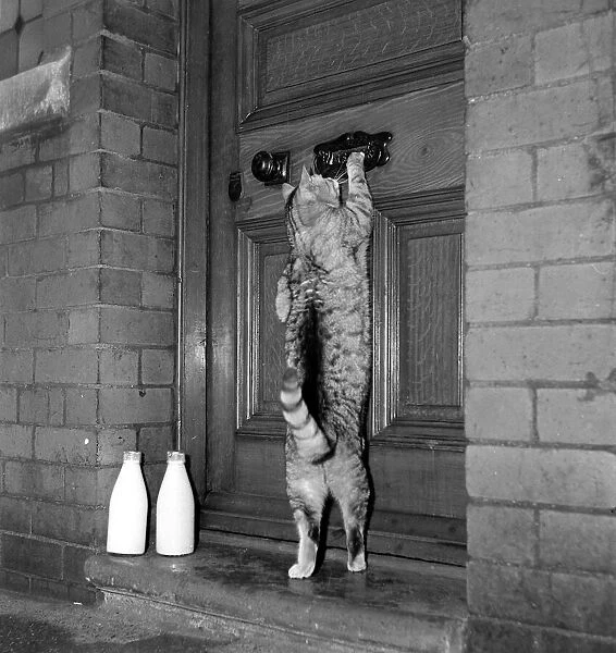 George the Cat - knocking on the door December 1951