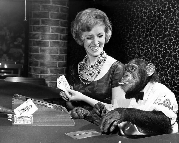 George the chimp in the Richmond Club, Macclesfield, with Mrs Barbara Marseden