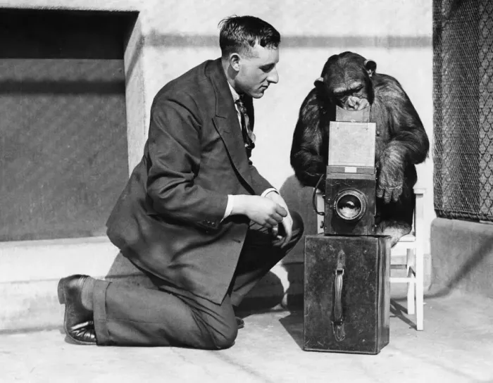 Framed Print : George Greenwell Daily Mirror photographer seen here in the monkey house at London Zoo Framed Print : George Greenwell Daily Mirror photographer seen here in the monkey house at London Zoo