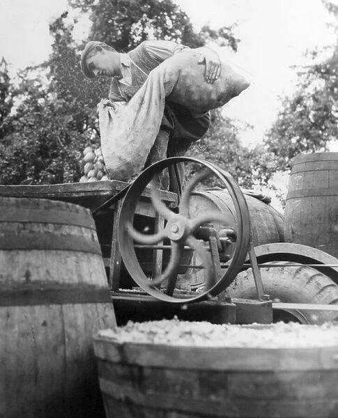 George Griffin of Elm Farm, Purshall Green loads pears into the pulping machine