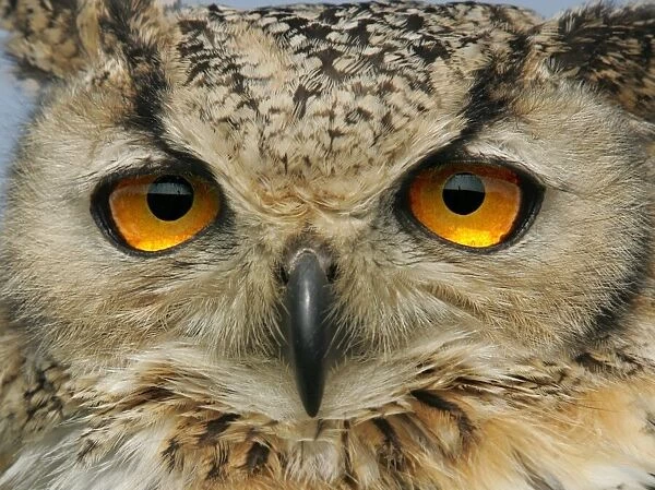 George the Indian Eagle Owl