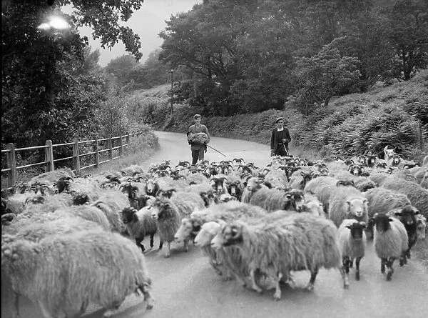 George Wilson a shepherd of Glen ridding, Penrith brings an injured lamb back home