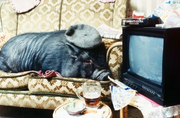 Framed Print : Georgie Porgie the pet pig relaxes in front of the Television December 1994 Framed Print : Georgie Porgie the pet pig relaxes in front of the Television December 1994
