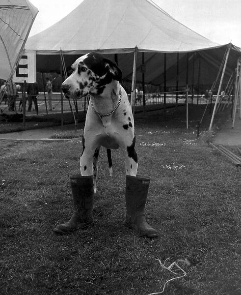 Gerald the Great Dane faces the mud of the village fete in his gun boots