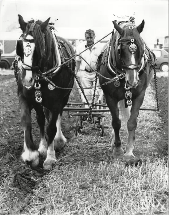 Framed Print : Gerald Taylor ploughs a neat straight furrow - West Hallam Ploughing match