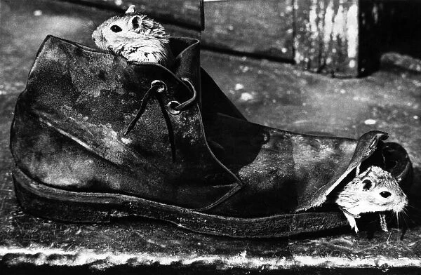 Gerbils Gerry and Joans new home, a battered old suede boot belonging to their