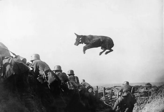 Framed Print : German dispatch dog seen here taking messages to the front line during the German advance Framed Print : German dispatch dog seen here taking messages to the front line during the German advance