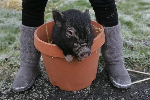 German Micro Pig the latest arrival at Whitehouse Farm