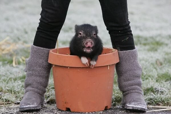 German Micro Pig the latest arrival at Whitehouse Farm