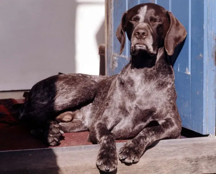Framed Print : A German Pointer dog lying on the front door step June 1987 A©Mirrorpix