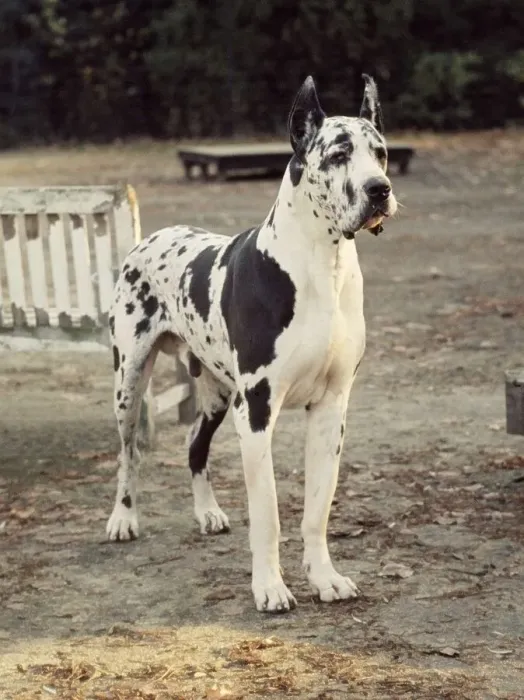 Framed Print : A German Pointer dog standing up June 1987 A©Mirrorpix animal animals