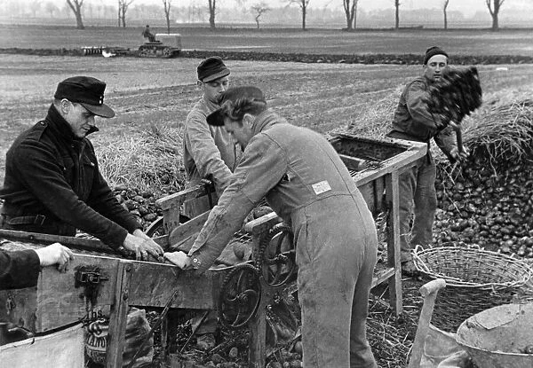 German prisoners of war riddling potatoes from the 'grave'