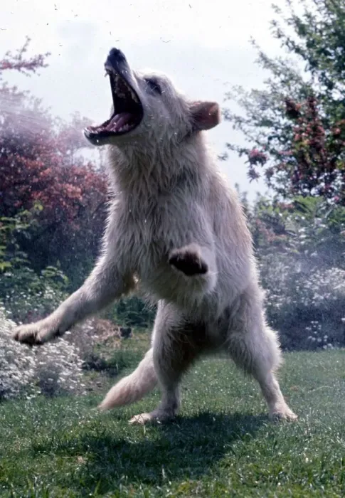 Framed Print : German Sheepdog Solo is sprayed with water by a garden hosepipe September 1968