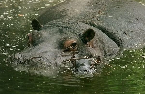 Gertie (left) and her new-born baby Hippo at the west Midlands safari park