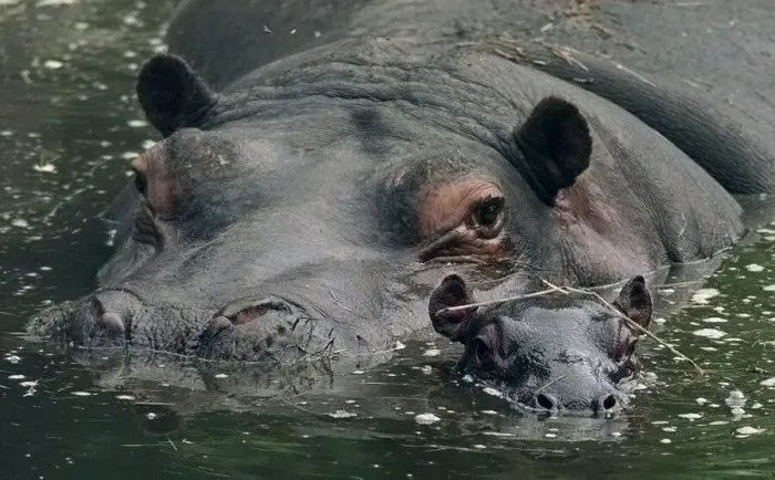 Framed Print : Gertie(left) and her new-born baby Hippo seen here at the west Midlands safari park Framed Print : Gertie(left) and her new-born baby Hippo seen here at the west Midlands safari park