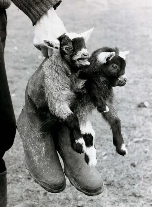 Framed Print : Getting booted around are two baby African Pygmy goats at the farm of Dutch couple Cees Framed Print : Getting booted around are two baby African Pygmy goats at the farm of Dutch couple Cees