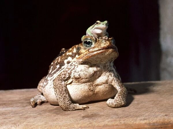 A giant marine toad from South America with a green tree frog from Italy on his head at