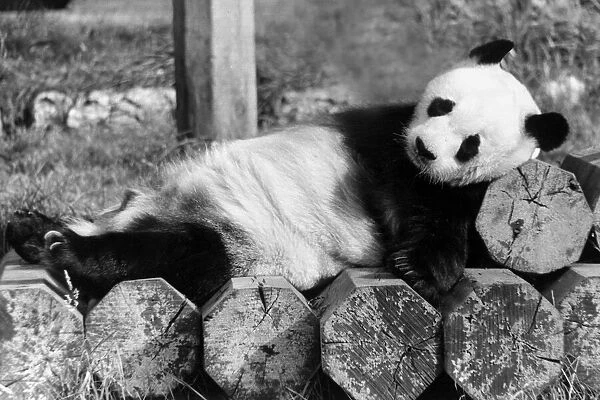 Giant panda An-An is in a sleepy mood at London Zoo. Panda lying on top of a pile