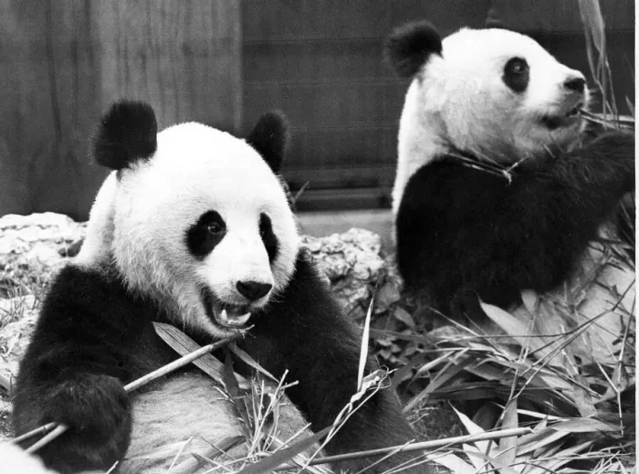 Framed Print : Giant Pandas at the London Zoo