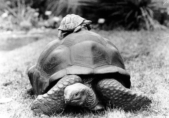 Framed Print : Giant Tortoise named Tank who lives in London Zoo and was used for promoting the Save Framed Print : Giant Tortoise named Tank who lives in London Zoo and was used for promoting the Save