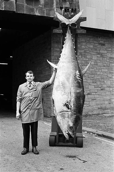 This giant tuna weighing more than 700lb, landed at Huddersfields Market Hall