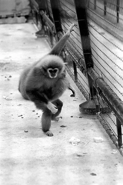 Gibbons at London Zoo. April 1975 75-1806-006