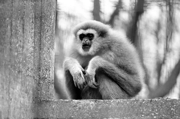 Gibbons at London Zoo. April 1975 75-1806-009