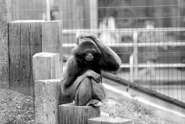 Gibbons at London Zoo. April 1975 75-1806-015