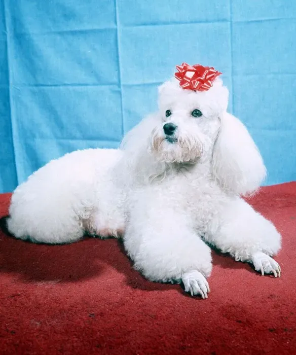 Framed Print : GiGi the Poodle - February 1965 Framed Print : GiGi the Poodle - February 1965