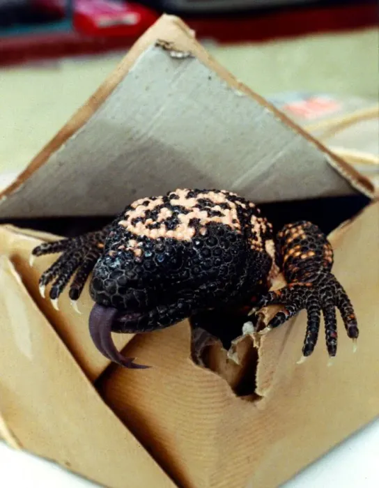 Framed Print : A Gila Monster from Mexico, creeping out of a cardboard box February 1989 Framed Print : A Gila Monster from Mexico, creeping out of a cardboard box February 1989