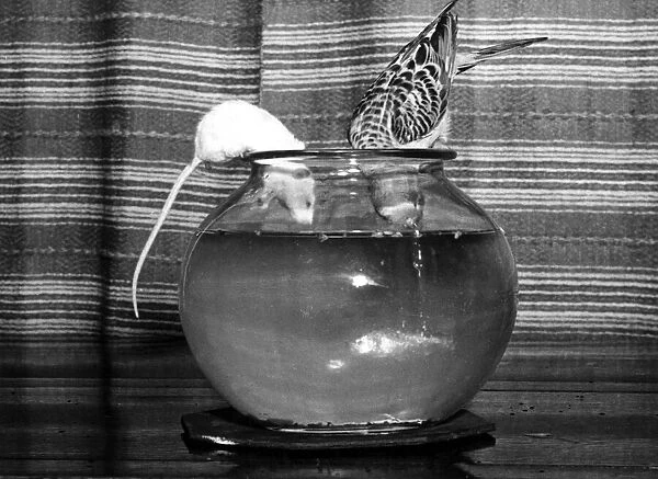 Gilber the goldfish is spied on by Bill the Budgie and Tid the mouse. January 1952