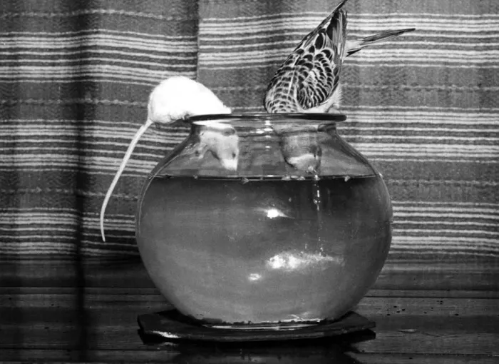 Framed Print : Gilber the goldfish is spied on by Bill the Budgie and Tid the mouse. January 1952 Framed Print : Gilber the goldfish is spied on by Bill the Budgie and Tid the mouse. January 1952