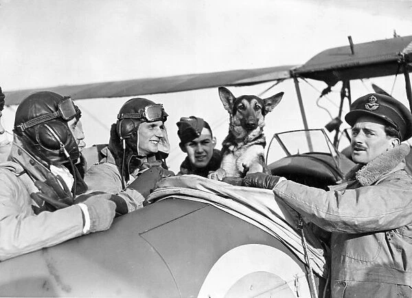 Gilly, the Australian mascot of an RAF Training School, saw the first enemy plane brought