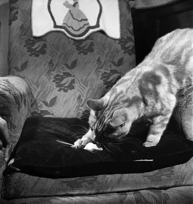 Framed Print : Ginger The cat with mouse Snow-white playing at their home