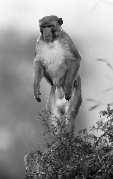 Ginger the Rhesus monkey that lives on farmer Herbert Browning