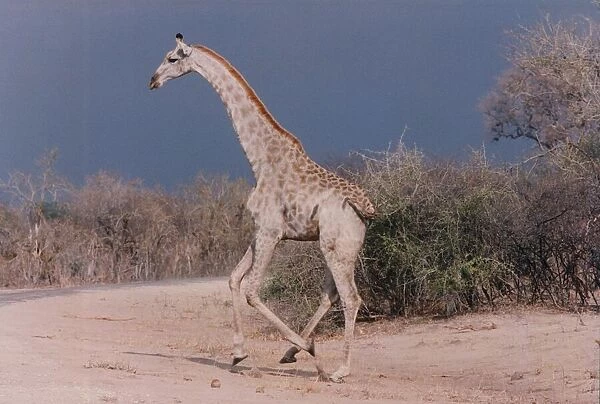 A giraffe gracefully makes a dash for cover in Hwange National Park, Zimbabwe