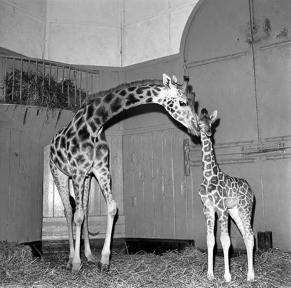 Giraffe at London Zoo with baby. 1960 C28-002