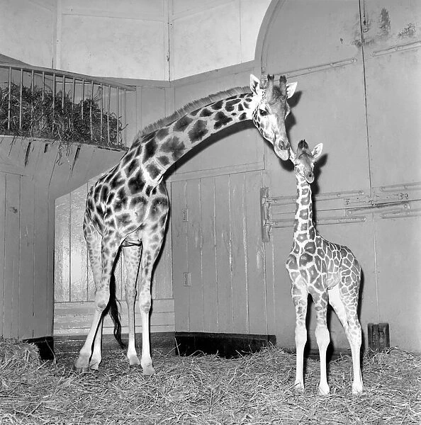 Giraffe at London Zoo with baby. 1960 C28-003