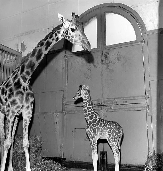 Giraffe at London Zoo with baby. 1960 C28-005
